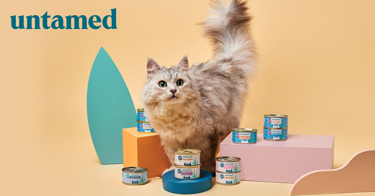 The ins and outs of cat nutrition in one place