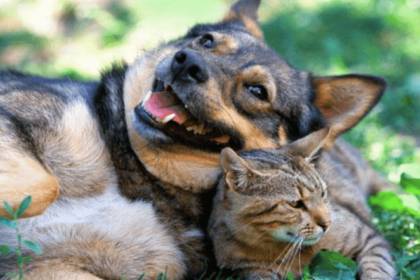 5 Tricks to Help Your Cat and Dog to Get Along – Pawsome Kitty