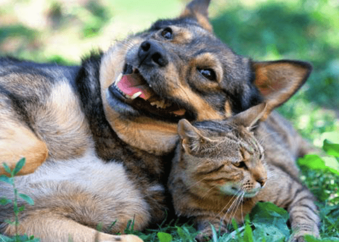 5 Tricks to Help Your Cat and Dog to Get Along – Pawsome Kitty