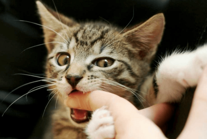 Why Does My Cat Bite Me Gently? What Does It Mean? | Pawsome Kitty