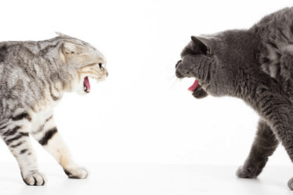 How To Stop My Cat From Bullying My Other Cat? | Pawsome Kitty