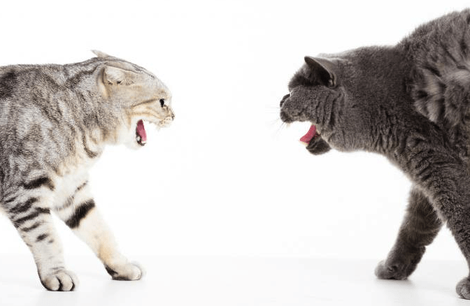 How To Stop My Cat From Bullying My Other Cat? | Pawsome Kitty