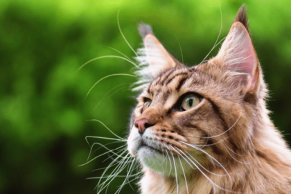 100+ Best Maine Coon Cat Names | Female and Male | Pawsome Kitty