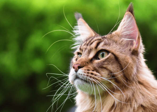 100+ Best Maine Coon Cat Names | Female and Male | Pawsome Kitty