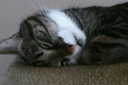 Why Do Cat Sleeps With Eyes Open? | Pawsome Kitty