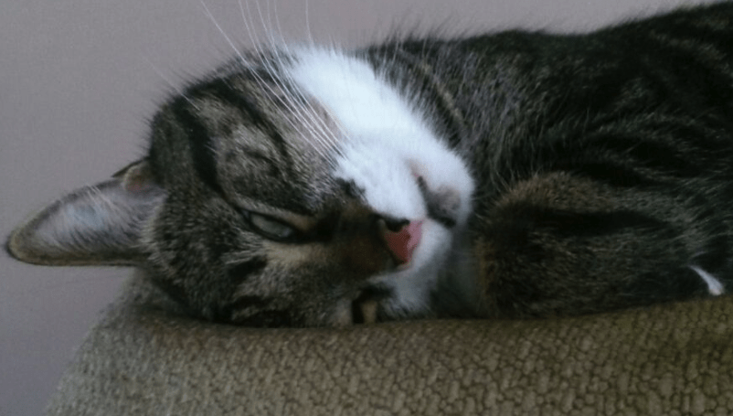 Why Do Cat Sleeps With Eyes Open? | Pawsome Kitty