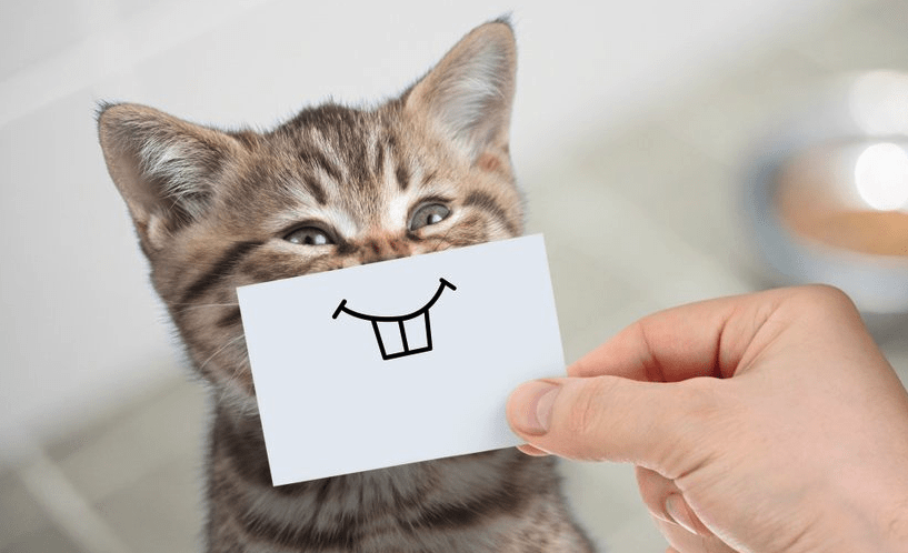 100+ Best Funny Cat Names | Female and Male | Pawsome Kitty