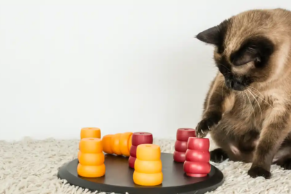 The benefits of puzzle feeders for cats