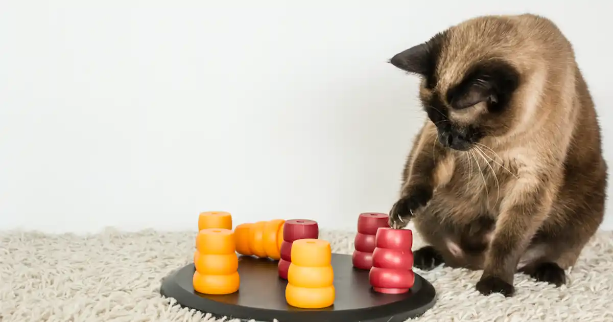 The benefits of puzzle feeders for cats