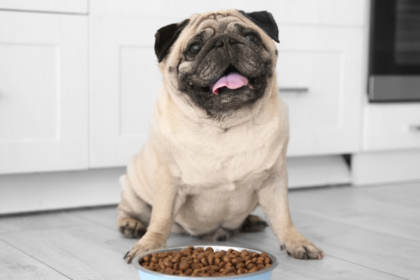 11 Best Dog Food Brands For A Sensitive Stomach in 2024