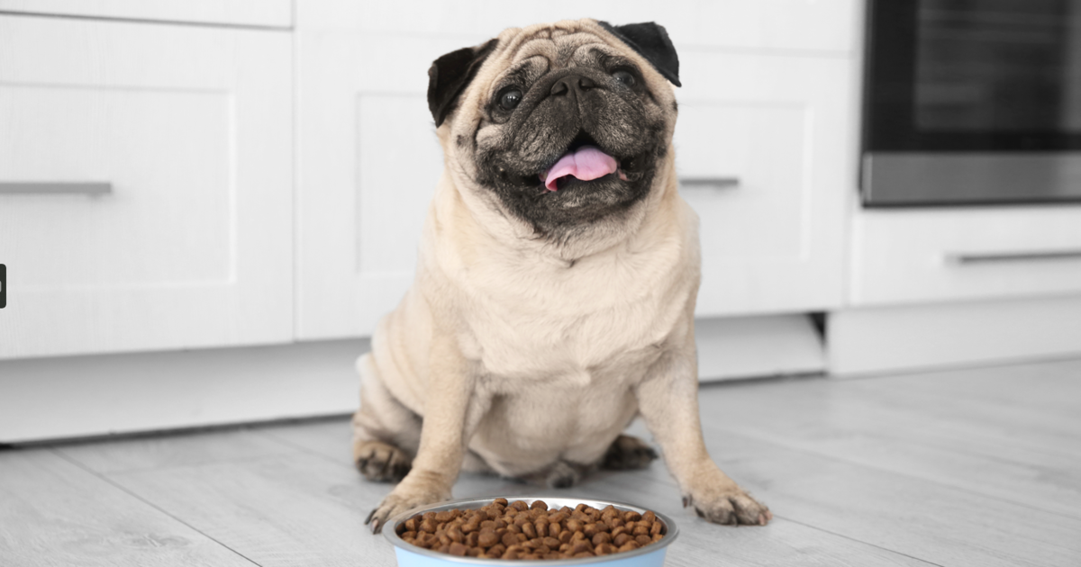 11 Best Dog Food Brands For A Sensitive Stomach in 2024