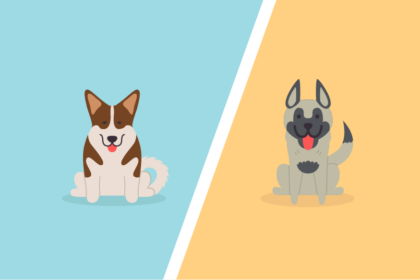 Akita Vs German Shepherd – What’s The Difference?