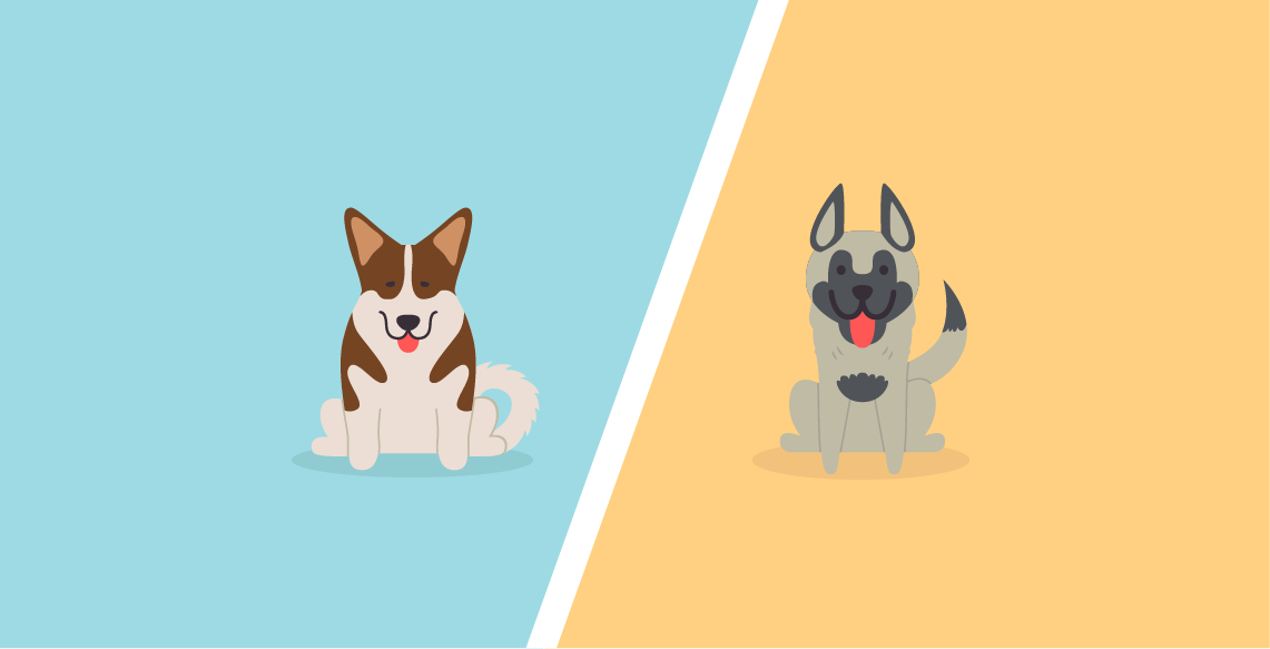 Akita Vs German Shepherd – What’s The Difference?