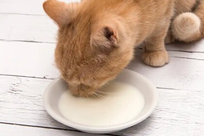 My cat will only drink milk – help!