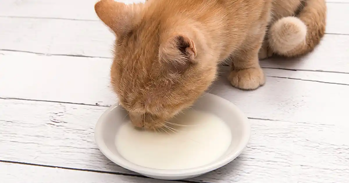 My cat will only drink milk – help!