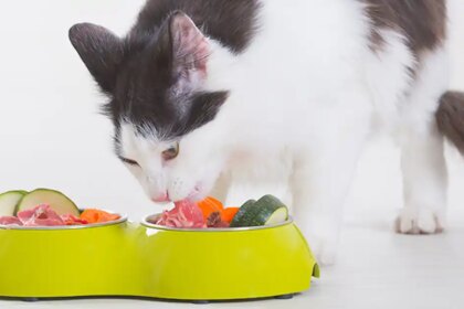 Is raw food better for cats?