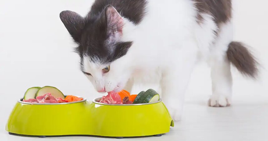 Is raw food better for cats?