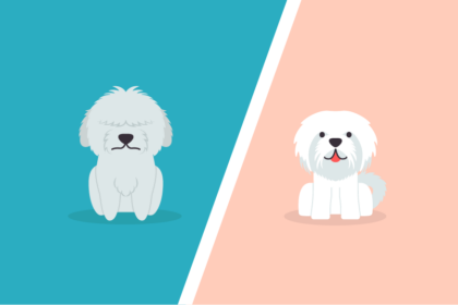 Maltese Vs Bichon Frise – What’s The Difference?