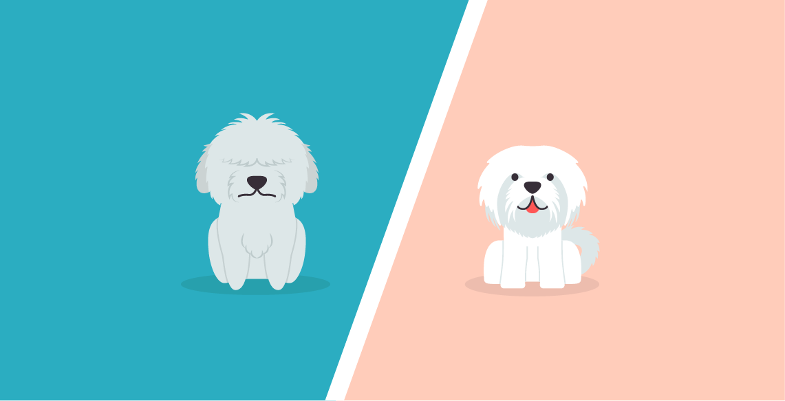 Maltese Vs Bichon Frise – What’s The Difference?