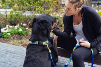 Why Do Doggie Daycares Love Quick-Release Dog Collars?