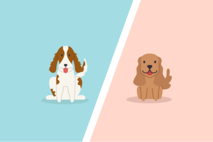 Springer Spaniel Vs Cocker Spaniel – What’s The difference?