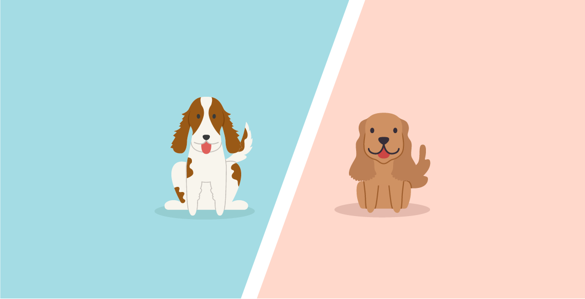 Springer Spaniel Vs Cocker Spaniel – What’s The difference?