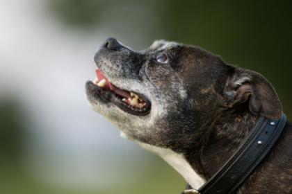 10 Tips For Exercising a Senior Dog