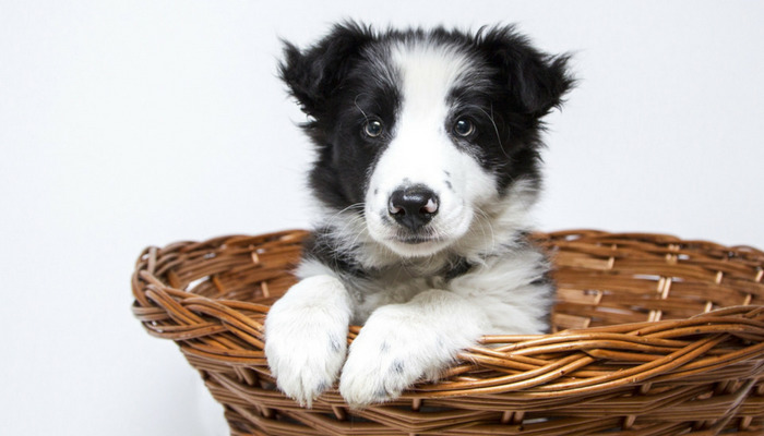 How Long Does It Take to Potty Train a Puppy?