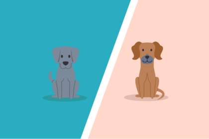 Vizsla Vs Weimaraner – What’s the difference?