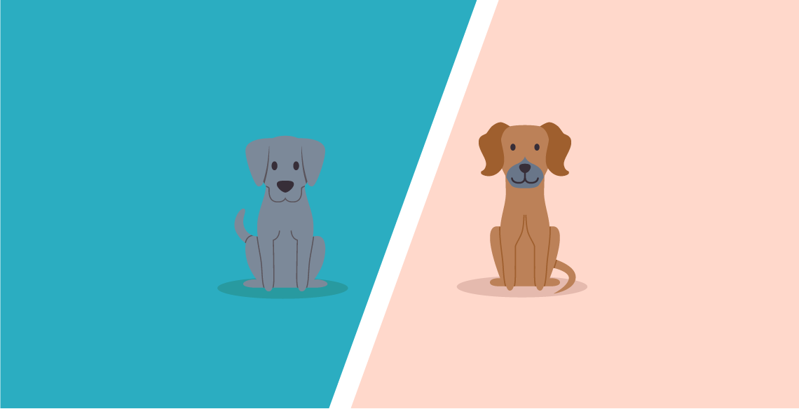 Vizsla Vs Weimaraner – What’s the difference?