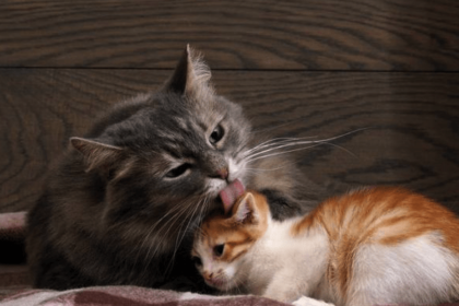 7 Reasons Why Do Cats Groom Each Other? | Pawsome Kitty