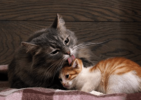 7 Reasons Why Do Cats Groom Each Other? | Pawsome Kitty