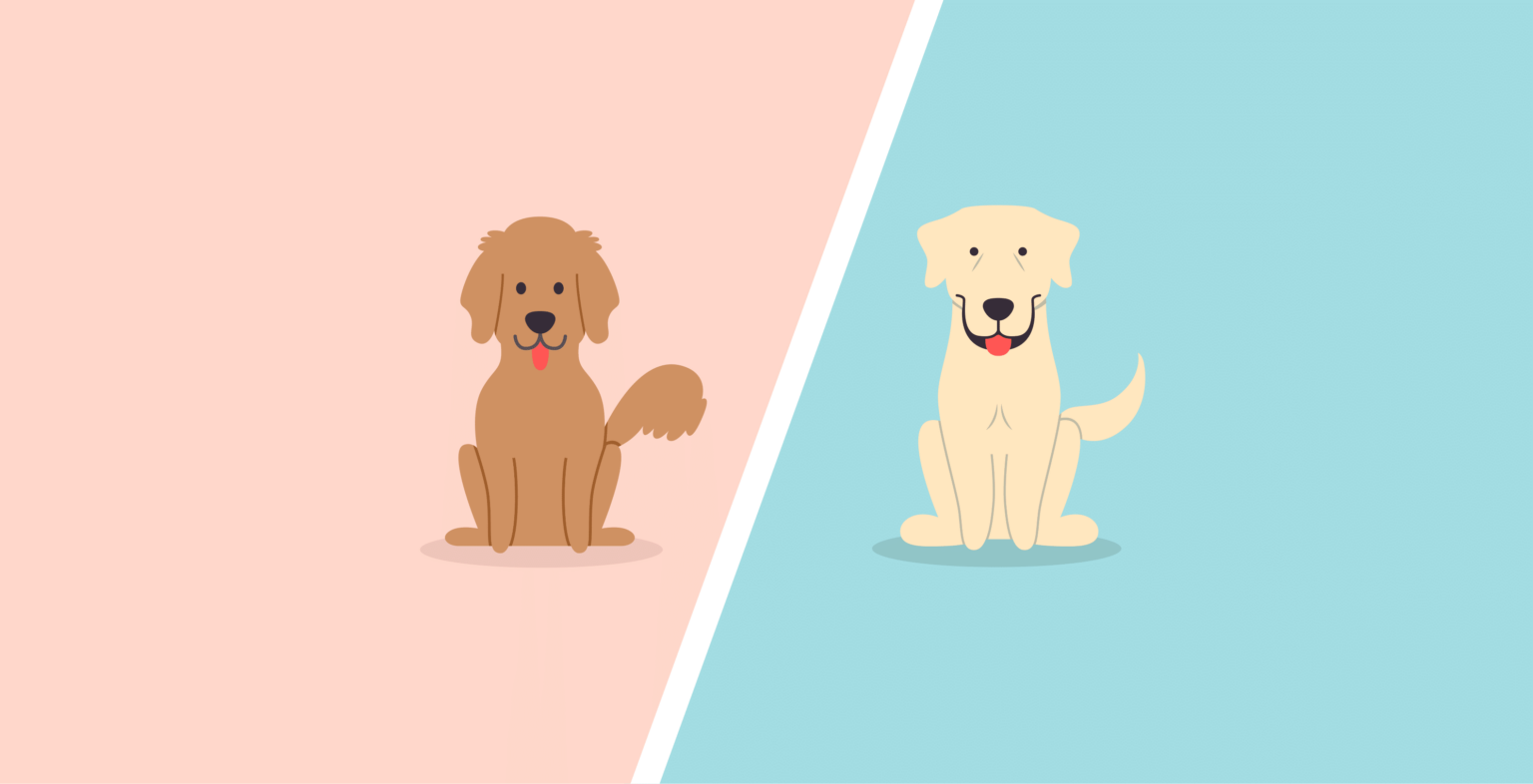 Golden Retriever Vs Labrador Retriever – What’s The Difference?