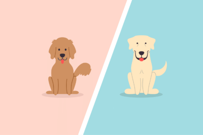 Golden Retriever Vs Labrador Retriever – What’s The Difference?