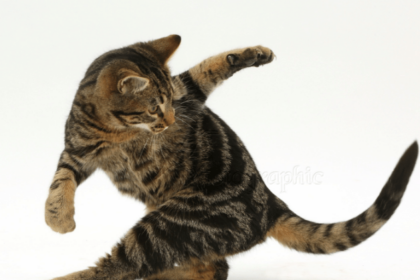 7 Reasons Why Do Cats Chase Their Tail | Pawsome Kitty