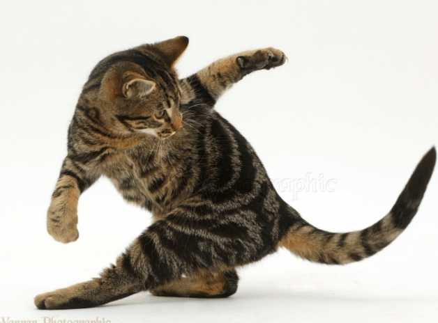 7 Reasons Why Do Cats Chase Their Tail | Pawsome Kitty