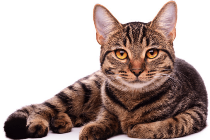 100+ Best Tabby Cat Names | Female and Male | Pawsome Kitty