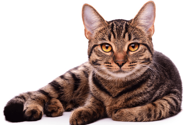 100+ Best Tabby Cat Names | Female and Male | Pawsome Kitty