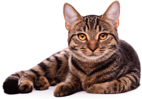 100+ Best Tabby Cat Names | Female and Male | Pawsome Kitty