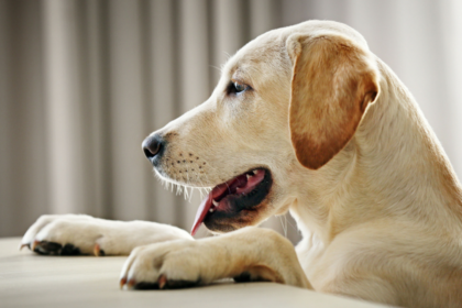 How to Slow Down Your Dog’s Eating