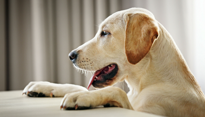 How to Slow Down Your Dog’s Eating