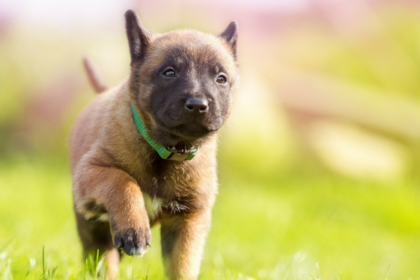 5 Easy Puppy Training Games