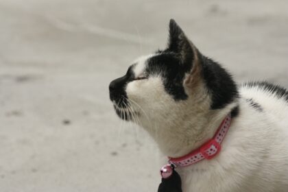 6 Unexpected Benefits of Cat Collars