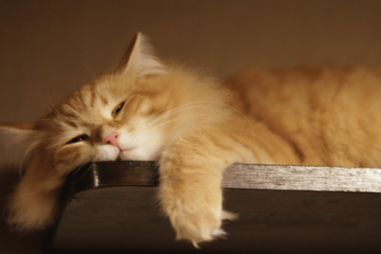 5 Reasons Why Are Cats So Lazy! | Pawsome Kitty