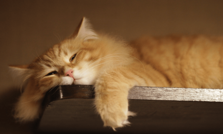 5 Reasons Why Are Cats So Lazy! | Pawsome Kitty