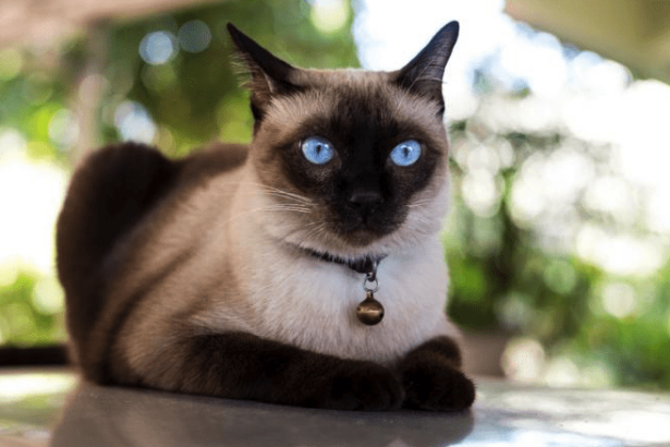 100+ Best Siamese Cat Names | Female and Male | Pawsome Kitty