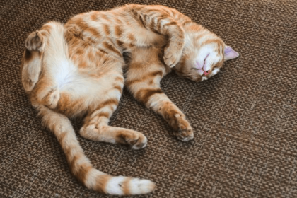 Cat Twitching In Sleep? Why Do They Do This? | Pawsome Kitty