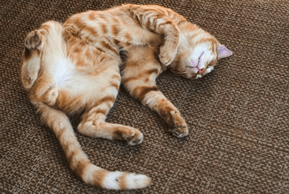 Cat Twitching In Sleep? Why Do They Do This? | Pawsome Kitty