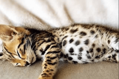 12 Most Popular Cat Breeds – Pawsome Kitty