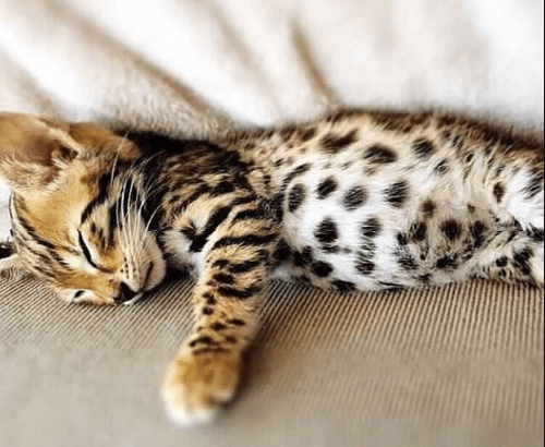 12 Most Popular Cat Breeds – Pawsome Kitty